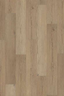 Ponderosa Pine